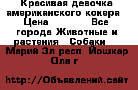 Красивая девочка американского кокера › Цена ­ 35 000 - Все города Животные и растения » Собаки   . Марий Эл респ.,Йошкар-Ола г.